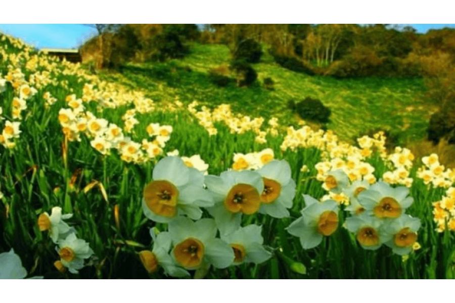 İzmir-Karaburun Nergis Çiçeği Festivali 